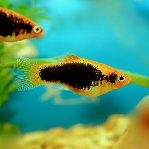 Xiphophorus maculatus - Platy tuxedo gelb M